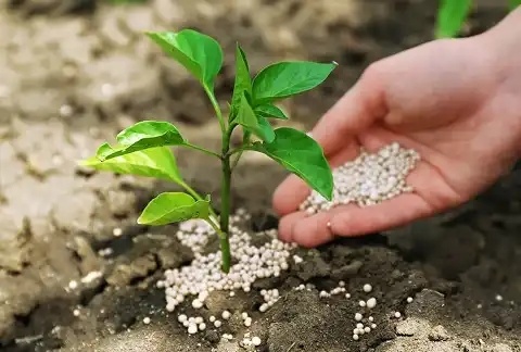 Fertilizer for Agriculture of Russian Origin Urea Category B Nitrogen Fertilizer 46% Wholesale for a Big Harvest Urea N46