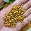 China 
DAP 15420 Diammonium Phosphate Fertilizer
manufacture and supplier